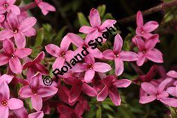 Rosmarin-Seidelbast, Flaumiger Seidelbast, Heideröschen, Reckhölderle, Fluhröschen, Daphne cneorum, Thymelaeaceae, Daphne cneorum, Rosmarin-Seidelbast, Heideröschen, Flaumiger Seidelbast, Fluröschen, Reckhölderle, Blühend Kauf von 03217_daphne_cneorum_dsc_3580.jpg