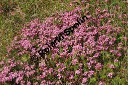 Rosmarin-Seidelbast, Flaumiger Seidelbast, Heideröschen, Reckhölderle, Fluhröschen, Daphne cneorum, Thymelaeaceae, Daphne cneorum, Rosmarin-Seidelbast, Heideröschen, Flaumiger Seidelbast, Fluröschen, Reckhölderle, Blühend Kauf von 03217_daphne_cneorum_dsc_3581.jpg