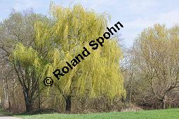 Trauer-Weide, Hänge-Weide, Salix alba ssp. vitellina 'Tristis', Salix alba var. vitellina-pendula, Salix alba 'Tristis', Salicaceae, Salix alba ssp. vitellina 'Tristis', Salix alba var. vitellina-pendula, Salix alba 'Tristis', Trauer-Weide, Hänge-Weide, männlich blühend Kauf von 03223_salix_alba_vitellina_tristis_dsc_3281.jpg