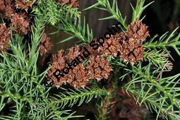 Japanische Sicheltanne, Cryptomeria japonica, Taxodiaceae, Cryptomeria japonica, Japanische Sicheltanne, fruchtend Kauf von 03236_cryptomeria_japonica_dsc_1674.jpg