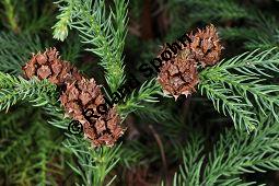 Japanische Sicheltanne, Cryptomeria japonica, Taxodiaceae, Cryptomeria japonica, Japanische Sicheltanne, fruchtend Kauf von 03236_cryptomeria_japonica_dsc_1675.jpg