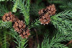 Japanische Sicheltanne, Cryptomeria japonica, Taxodiaceae, Cryptomeria japonica, Japanische Sicheltanne, fruchtend Kauf von 03236_cryptomeria_japonica_dsc_1676.jpg