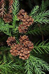 Japanische Sicheltanne, Cryptomeria japonica, Taxodiaceae, Cryptomeria japonica, Japanische Sicheltanne, fruchtend Kauf von 03236_cryptomeria_japonica_dsc_1679.jpg