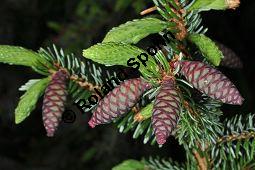 Omorika-Fichte, Omorica-Fichte, Serbische Fichte, Picea omorika, Picea omorica, Pinaceae, Picea omorika, Picea omorika, Omorika-Fichte, Serbische Fichte, unreif fruchtend Kauf von 03251_picea_omorika_dsc_3841.jpg