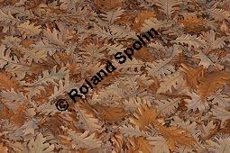 Ungarische Eiche, Quercus frainetto, Quercus farnetto, Quercus conferta, Fagaceae, Quercus frainetto, Quercus farnetto, Quercus conferta, Ungarische Eiche, Habitus Herbst Kauf von 03253_quercus_frainetto_dsc_1040.jpg