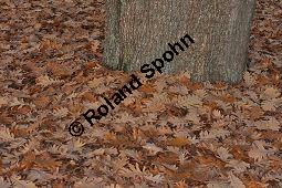 Ungarische Eiche, Quercus frainetto, Quercus farnetto, Quercus conferta, Fagaceae, Quercus frainetto, Quercus farnetto, Quercus conferta, Ungarische Eiche, Habitus Herbst Kauf von 03253_quercus_frainetto_dsc_1042.jpg