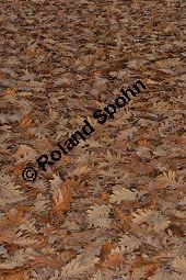 Ungarische Eiche, Quercus frainetto, Quercus farnetto, Quercus conferta, Fagaceae, Quercus frainetto, Quercus farnetto, Quercus conferta, Ungarische Eiche, Habitus Herbst Kauf von 03253_quercus_frainetto_dsc_1043.jpg