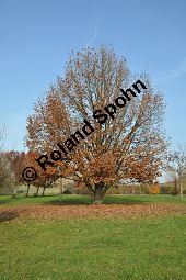 Ungarische Eiche, Quercus frainetto, Quercus farnetto, Quercus conferta, Fagaceae, Quercus frainetto, Quercus farnetto, Quercus conferta, Ungarische Eiche, Habitus Herbst Kauf von 03253_quercus_frainetto_dsc_1080.jpg