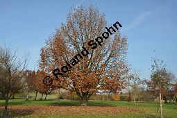 Ungarische Eiche, Quercus frainetto, Quercus farnetto, Quercus conferta, Fagaceae, Quercus frainetto, Quercus farnetto, Quercus conferta, Ungarische Eiche, Habitus Herbst Kauf von 03253_quercus_frainetto_dsc_1081.jpg