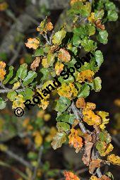 Antarktische Scheinbuche, Südbuche Nothofagus antarctica, Fagaceae, Nothofagus antarctica, Antarktische Scheinbuche, Südbuche, Blühend Kauf von 03286_nothofagus_antarctica_dsc_0796.jpg