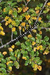 Antarktische Scheinbuche, Südbuche Nothofagus antarctica, Fagaceae, Nothofagus antarctica, Antarktische Scheinbuche, Südbuche, Blühend Kauf von 03286_nothofagus_antarctica_dsc_0797.jpg