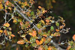 Antarktische Scheinbuche, Südbuche Nothofagus antarctica, Fagaceae, Nothofagus antarctica, Antarktische Scheinbuche, Südbuche, Blühend Kauf von 03286_nothofagus_antarctica_dsc_0798.jpg