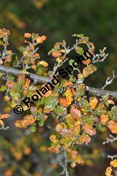 Antarktische Scheinbuche, Südbuche Nothofagus antarctica, Fagaceae, Nothofagus antarctica, Antarktische Scheinbuche, Südbuche, Blühend Kauf von 03286_nothofagus_antarctica_dsc_0799.jpg