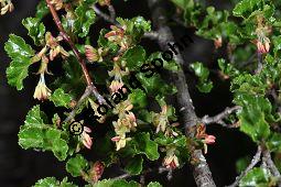 Antarktische Scheinbuche, Südbuche Nothofagus antarctica, Fagaceae, Nothofagus antarctica, Antarktische Scheinbuche, Südbuche, Blühend Kauf von 03286_nothofagus_antarctica_dsc_3507.jpg