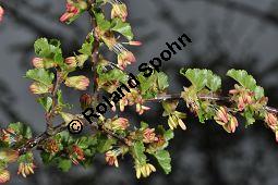 Antarktische Scheinbuche, Südbuche Nothofagus antarctica, Fagaceae, Nothofagus antarctica, Antarktische Scheinbuche, Südbuche, Blühend Kauf von 03286_nothofagus_antarctica_dsc_3508.jpg