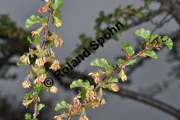 Antarktische Scheinbuche, Südbuche Nothofagus antarctica, Fagaceae, Nothofagus antarctica, Antarktische Scheinbuche, Südbuche, Blühend Kauf von 03286_nothofagus_antarctica_dsc_3509.jpg