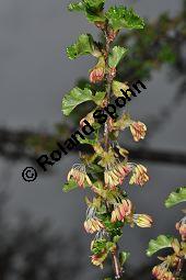 Antarktische Scheinbuche, Südbuche Nothofagus antarctica, Fagaceae, Nothofagus antarctica, Antarktische Scheinbuche, Südbuche, Blühend Kauf von 03286_nothofagus_antarctica_dsc_3510.jpg