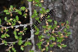 Antarktische Scheinbuche, Südbuche Nothofagus antarctica, Fagaceae, Nothofagus antarctica, Antarktische Scheinbuche, Südbuche, Blühend Kauf von 03286_nothofagus_antarctica_dsc_3511.jpg