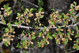Antarktische Scheinbuche, Südbuche Nothofagus antarctica, Fagaceae, Nothofagus antarctica, Antarktische Scheinbuche, Südbuche, Blühend Kauf von 03286_nothofagus_antarctica_dsc_3512.jpg