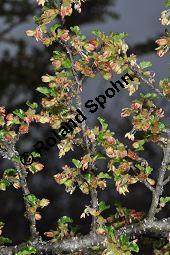 Antarktische Scheinbuche, Südbuche Nothofagus antarctica, Fagaceae, Nothofagus antarctica, Antarktische Scheinbuche, Südbuche, Blühend Kauf von 03286_nothofagus_antarctica_dsc_3513.jpg