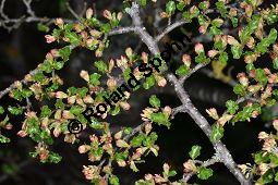 Antarktische Scheinbuche, Südbuche Nothofagus antarctica, Fagaceae, Nothofagus antarctica, Antarktische Scheinbuche, Südbuche, Blühend Kauf von 03286_nothofagus_antarctica_dsc_3514.jpg