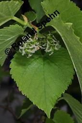 Schwarzer Maulbeerbaum, Morus nigra, Morus nigra, Schwarzer Maulbeerbaum, Moraceae, weiblich blühend Kauf von 03287_morus_nigra_dsc_4408.jpg