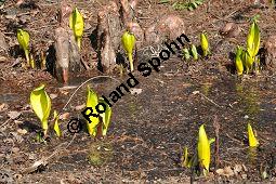 Zweizeilige Sumpfzypresse, Zweizeilige Sumpfeibe, Taxodium distichum, Taxodium distichum, Zweizeilige Sumpfzypresse, Zweizeilige Sumpfeibe, Cupressaceae, Atemknies, Atemwurzeln Kauf von 03307_taxodium_distichum_dsc_2057.jpg