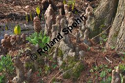 Zweizeilige Sumpfzypresse, Zweizeilige Sumpfeibe, Taxodium distichum, Taxodium distichum, Zweizeilige Sumpfzypresse, Zweizeilige Sumpfeibe, Cupressaceae, Atemknies, Atemwurzeln Kauf von 03307_taxodium_distichum_dsc_2058.jpg
