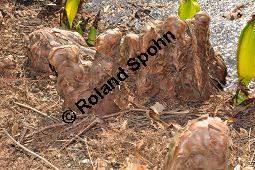 Zweizeilige Sumpfzypresse, Zweizeilige Sumpfeibe, Taxodium distichum, Taxodium distichum, Zweizeilige Sumpfzypresse, Zweizeilige Sumpfeibe, Cupressaceae, Atemknies, Atemwurzeln Kauf von 03307_taxodium_distichum_dsc_2061.jpg