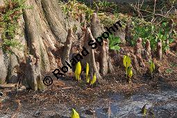 Zweizeilige Sumpfzypresse, Zweizeilige Sumpfeibe, Taxodium distichum, Taxodium distichum, Zweizeilige Sumpfzypresse, Zweizeilige Sumpfeibe, Cupressaceae, Atemknies, Atemwurzeln Kauf von 03307_taxodium_distichum_dsc_2062.jpg