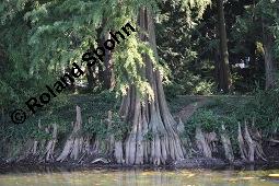 Zweizeilige Sumpfzypresse, Zweizeilige Sumpfeibe, Taxodium distichum, Taxodium distichum, Zweizeilige Sumpfzypresse, Zweizeilige Sumpfeibe, Cupressaceae, Atemknies, Atemwurzeln Kauf von 03307_taxodium_distichum_dsc_4415.jpg