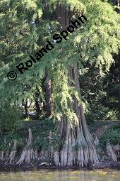 Zweizeilige Sumpfzypresse, Zweizeilige Sumpfeibe, Taxodium distichum, Taxodium distichum, Zweizeilige Sumpfzypresse, Zweizeilige Sumpfeibe, Cupressaceae, Atemknies, Atemwurzeln Kauf von 03307_taxodium_distichum_dsc_4416.jpg