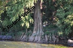 Zweizeilige Sumpfzypresse, Zweizeilige Sumpfeibe, Taxodium distichum, Taxodium distichum, Zweizeilige Sumpfzypresse, Zweizeilige Sumpfeibe, Cupressaceae, Atemknies, Atemwurzeln Kauf von 03307_taxodium_distichum_dsc_4417.jpg