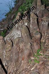 Zweizeilige Sumpfzypresse, Zweizeilige Sumpfeibe, Taxodium distichum, Taxodium distichum, Zweizeilige Sumpfzypresse, Zweizeilige Sumpfeibe, Cupressaceae, Atemknies, Atemwurzeln Kauf von 03307_taxodium_distichum_dsc_4421.jpg