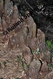 Zweizeilige Sumpfzypresse, Zweizeilige Sumpfeibe, Taxodium distichum, Taxodium distichum, Zweizeilige Sumpfzypresse, Zweizeilige Sumpfeibe, Cupressaceae, Atemknies, Atemwurzeln Kauf von 03307_taxodium_distichum_dsc_4422.jpg