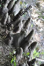 Zweizeilige Sumpfzypresse, Zweizeilige Sumpfeibe, Taxodium distichum, Taxodium distichum, Zweizeilige Sumpfzypresse, Zweizeilige Sumpfeibe, Cupressaceae, Atemknies, Atemwurzeln Kauf von 03307_taxodium_distichum_dsc_4423.jpg