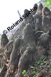 Zweizeilige Sumpfzypresse, Zweizeilige Sumpfeibe, Taxodium distichum, Taxodium distichum, Zweizeilige Sumpfzypresse, Zweizeilige Sumpfeibe, Cupressaceae, Atemknies, Atemwurzeln Kauf von 03307_taxodium_distichum_dsc_4425.jpg