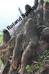 Zweizeilige Sumpfzypresse, Zweizeilige Sumpfeibe, Taxodium distichum, Taxodium distichum, Zweizeilige Sumpfzypresse, Zweizeilige Sumpfeibe, Cupressaceae, Atemknies, Atemwurzeln Kauf von 03307_taxodium_distichum_dsc_4426.jpg