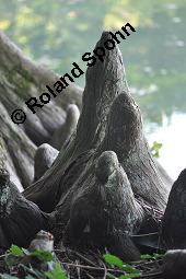 Zweizeilige Sumpfzypresse, Zweizeilige Sumpfeibe, Taxodium distichum, Taxodium distichum, Zweizeilige Sumpfzypresse, Zweizeilige Sumpfeibe, Cupressaceae, Atemknies, Atemwurzeln Kauf von 03307_taxodium_distichum_dsc_4427.jpg