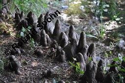 Zweizeilige Sumpfzypresse, Zweizeilige Sumpfeibe, Taxodium distichum, Taxodium distichum, Zweizeilige Sumpfzypresse, Zweizeilige Sumpfeibe, Cupressaceae, Atemknies, Atemwurzeln Kauf von 03307_taxodium_distichum_dsc_4428.jpg