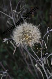 Peruanischer Koriander, Bolivianischer Koriander, Killi, Porophyllum ruderale, Porophyllum ruderale, Peruanischer Koriander, Quillquina, Killi, Bolivianischer Koriander, Asteraceae, fruchtend Kauf von 03310_porophyllum_ruderale_dsc_6941.jpg