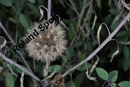 Peruanischer Koriander, Bolivianischer Koriander, Killi, Porophyllum ruderale, Porophyllum ruderale, Peruanischer Koriander, Quillquina, Killi, Bolivianischer Koriander, Asteraceae, fruchtend Kauf von 03310_porophyllum_ruderale_dsc_6942.jpg