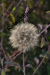 Peruanischer Koriander, Bolivianischer Koriander, Killi, Porophyllum ruderale, Porophyllum ruderale, Peruanischer Koriander, Quillquina, Killi, Bolivianischer Koriander, Asteraceae, fruchtend Kauf von 03310_porophyllum_ruderale_dsc_6943.jpg