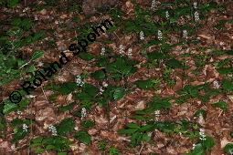 Maiblümchen, Zweiblättriges Schattenblümchen, Maianthemum bifolium, Maianthemum bifolium, Zweiblättriges Schattenblümchen, Maiblümchen, Convallariaceae, Habitus blühend Kauf von 03315_maianthemum_bifolium_dsc_4011.jpg