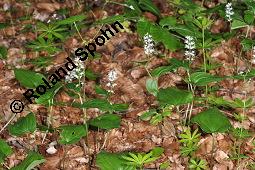 Maiblümchen, Zweiblättriges Schattenblümchen, Maianthemum bifolium, Maianthemum bifolium, Zweiblättriges Schattenblümchen, Maiblümchen, Convallariaceae, Habitus blühend Kauf von 03315_maianthemum_bifolium_dsc_4012.jpg