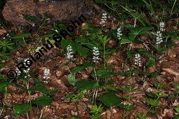 Maiblümchen, Zweiblättriges Schattenblümchen, Maianthemum bifolium, Maianthemum bifolium, Zweiblättriges Schattenblümchen, Maiblümchen, Convallariaceae, Habitus blühend Kauf von 03315_maianthemum_bifolium_dsc_4013.jpg