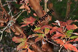 Zimt-Ahorn, Papierrinden-Ahorn, Acer griseum, Aceraceae, Acer griseum, Zimt-Ahorn, Papierrinden-Ahorn, Rinde Kauf von 03318_acer_griseum_dsc_1062.jpg
