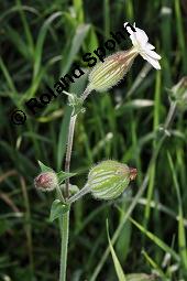 Weiße Lichtnelke, Weiße Waldnelke, Silene latifolia ssp. alba, Silene pratensis, Silene alba, Lychnis alba, Melandrium album, Silene latifolia ssp. alba, Silene pratensis, Silene alba, Lychnis alba, Melandrium album, Weiße Lichtnelke, Weiße Waldnelke, Caryophyllaceae, weiblich blühend Kauf von 03423_silene_latifolia_alba_dsc_4909.jpg