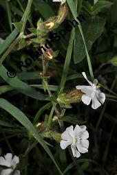 Weiße Lichtnelke, Weiße Waldnelke, Silene latifolia ssp. alba, Silene pratensis, Silene alba, Lychnis alba, Melandrium album, Silene latifolia ssp. alba, Silene pratensis, Silene alba, Lychnis alba, Melandrium album, Weiße Lichtnelke, Weiße Waldnelke, Caryophyllaceae, weiblich blühend Kauf von 03423_silene_latifolia_alba_dsc_4911.jpg