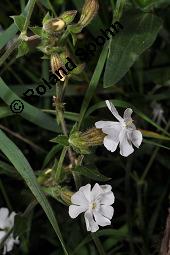 Weiße Lichtnelke, Weiße Waldnelke, Silene latifolia ssp. alba, Silene pratensis, Silene alba, Lychnis alba, Melandrium album, Silene latifolia ssp. alba, Silene pratensis, Silene alba, Lychnis alba, Melandrium album, Weiße Lichtnelke, Weiße Waldnelke, Caryophyllaceae, weiblich blühend Kauf von 03423_silene_latifolia_alba_dsc_4912.jpg